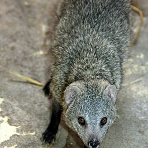 white-tailed mongoose (Ichneumia albicauda) 2010