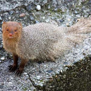 Indian grey mongoose or common grey mongoose (Herpestes edwardsi) 2010