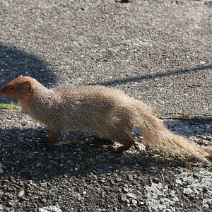 Indian grey mongoose or common grey mongoose (Herpestes edwardsi) 2010