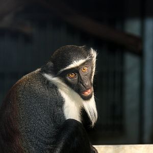roloway monkey (Cercopithecus roloway) 2010