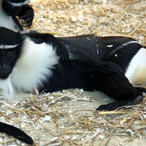 roloway monkey (Cercopithecus roloway) 2010