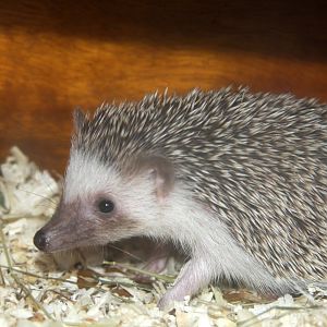 four-toed hedgehog (Atelerix albiventris) 2010