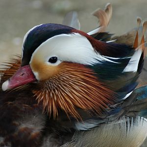 Mandarin Duck