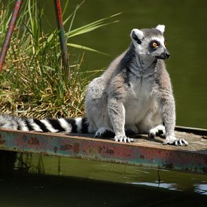 Ring-tailed Lemur