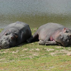 Hippos