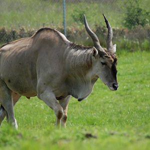 Common Eland