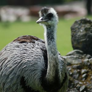 Greater Rhea