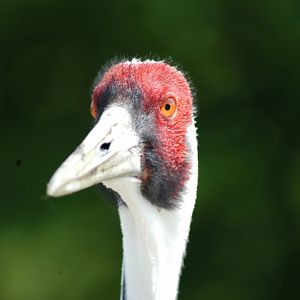White-naped Crane