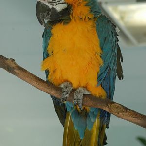 Blue and Yellow Macaw