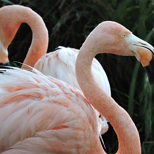 American Flamingos