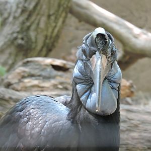 Abyssinian Ground Hornbill