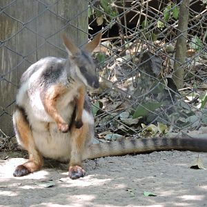 Yellow-footed Rock Wallaby