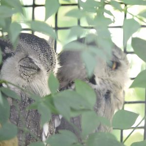 Southern White-faced Owls