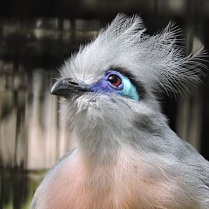 Crested Coua