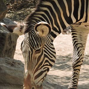Grevy's Zebra