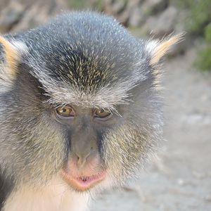 Wolf's Guenon