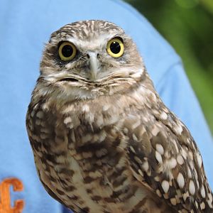 Burrowing Owl