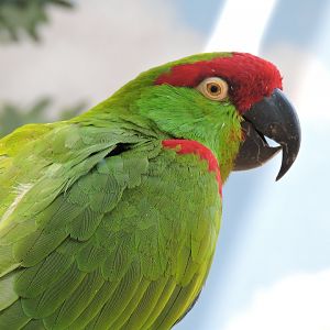 Thick-billed Parrot