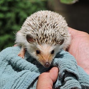 African Hedgehog