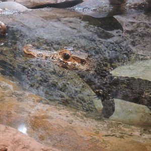 Smooth-fronted Caiman