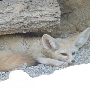 Fennec Fox