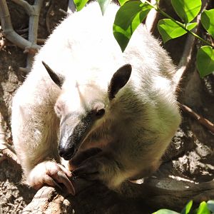 Southern Tamandua
