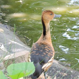 Fulvous Whistling Duck