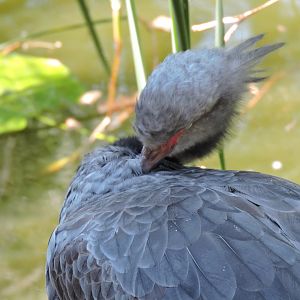 Crested Screamer