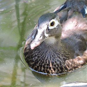Wood Duck