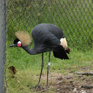 West African Crowned Crane