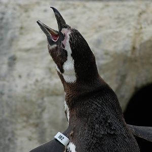 Magellanic Penguin