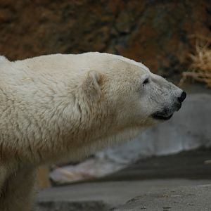 Polar Bear
