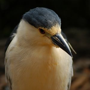 Black-crowned Night-Heron