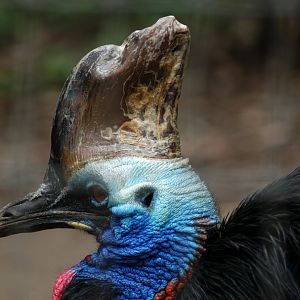 Southern Cassowary