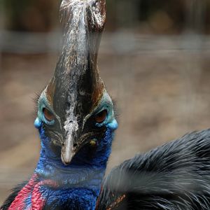 Southern Cassowary