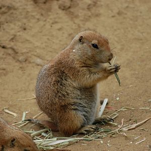 Black-tailed Prairie Dog