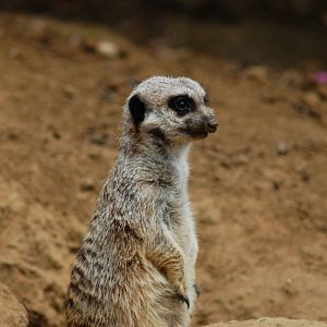 Meerkat