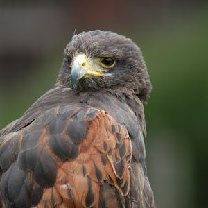 Harris' Hawk