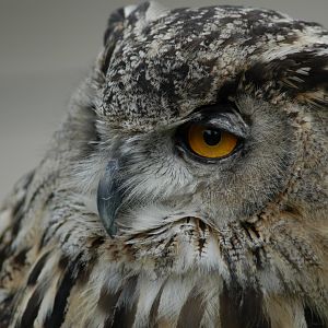 Eurasian Eagle Owl