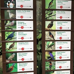 Jungle Jewels - African species