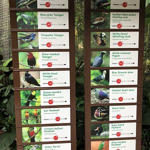 Jungle Jewels - Neotropical species