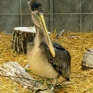 Juvenile pelican