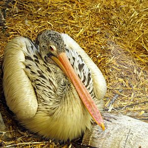 Juvenile pelican? @Berlin Tierpark