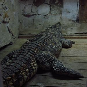 Siamese crocodile
