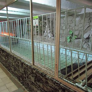 Siamese crocodile pool