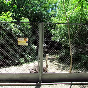 Ostrich exhibit