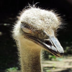 Ostrich head