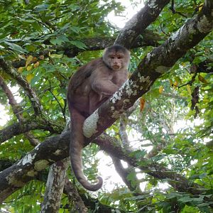 Shock-headed Capuchin