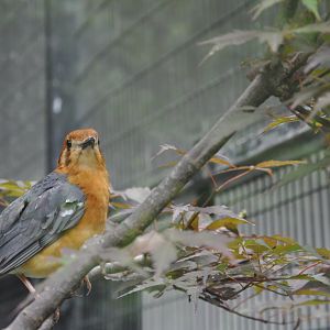 2015-06-23 Orange-headed thrush