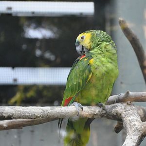 2015-10-02 Orange-winged amazon